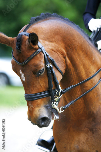 Head shot of a purebred dressage horse outdoors