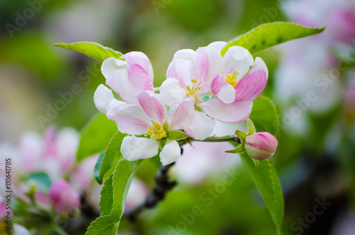 White flowers blooming apple tree