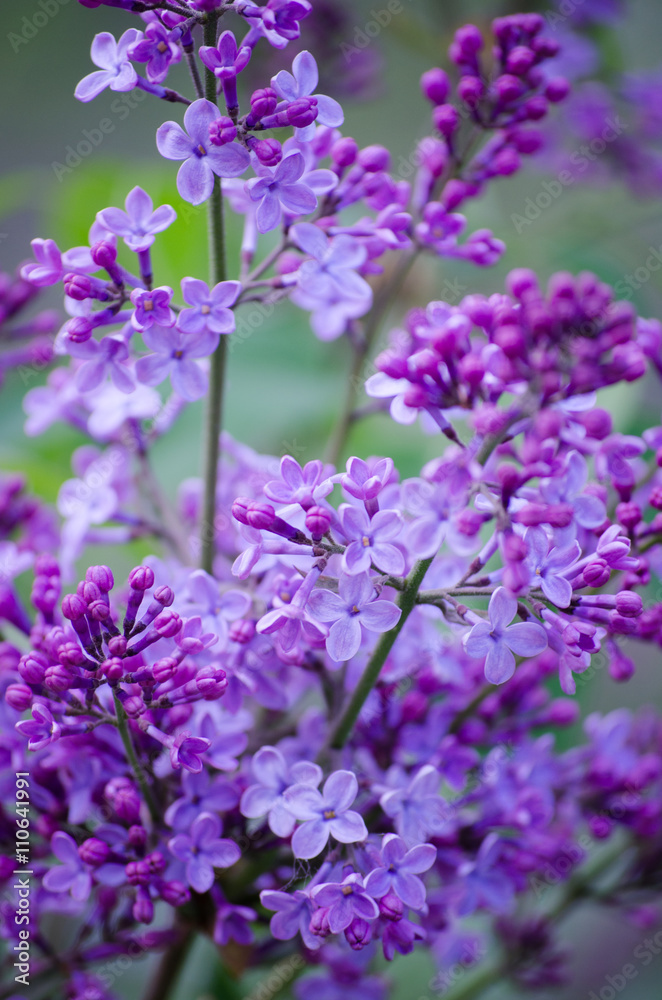 The branches of lilac