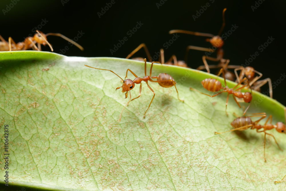 World Of Ant World Of Ant