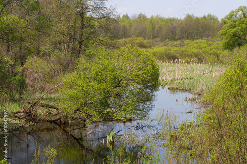 Panorama meander river with reed on northern part of Ukraine, Sumy region. Riparian vegetation Salix sp. Flooded meadow