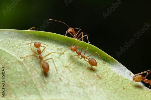 World Of Ant © chenhawnan