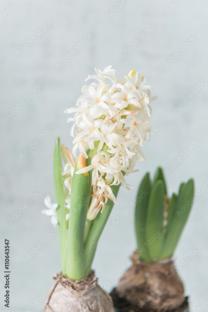Fototapeta premium White hyacinths in black pot