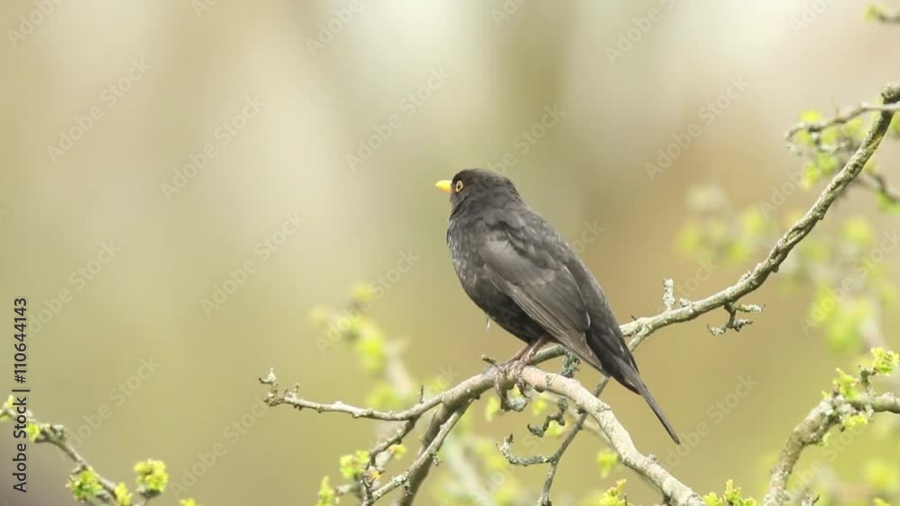 A male european Blackbird (turdus merula) singing in a tree in Spring season. A male european Blackbird (turdus merula) singing in a tree in Spring season.