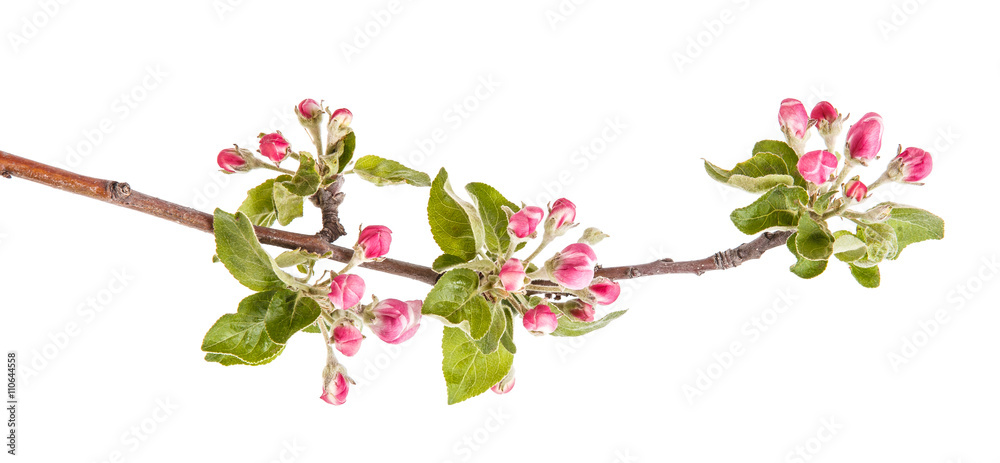 apple blooming branch isolated on white background