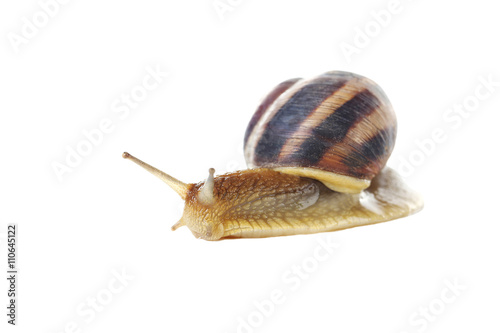 Brown snail isolated on a white background