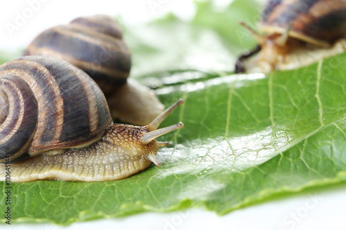Brown snails on green leaf, close up