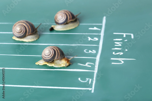 Brown snails run to the finish line