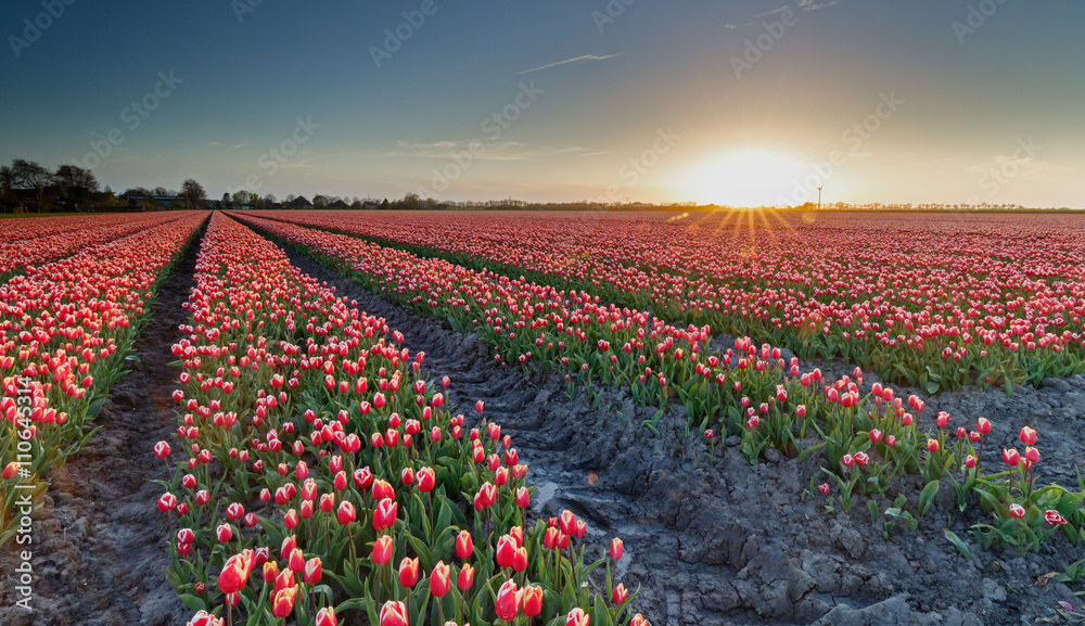 Field with tulips in a late evening sunset