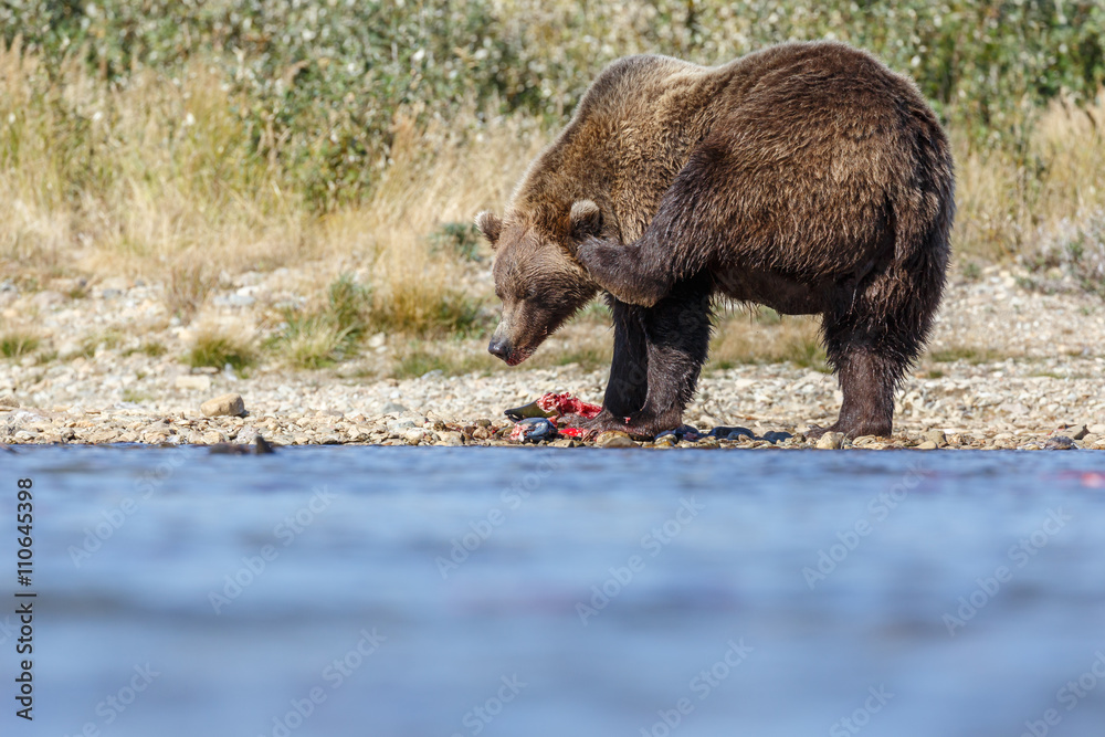 Brown bear standing in a river and eating or chasing slamon Brown bear standing in a river and eating or chasing slamon