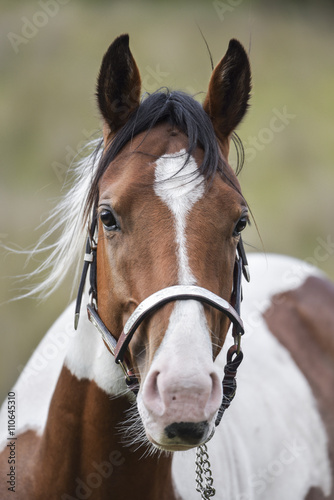Paint stallion
