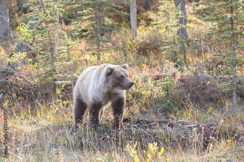 Juvenile Grizzly in autumn colored landscape