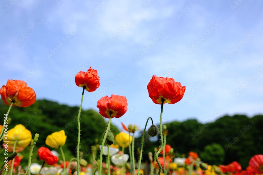 Obraz premium Błękitne niebo i mak