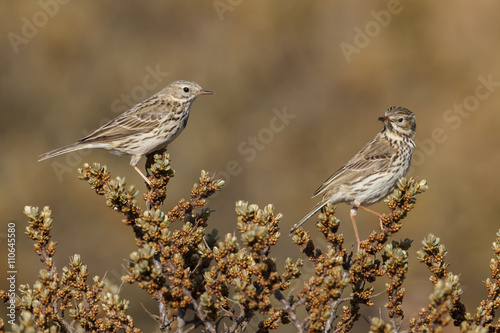 Meadow pipit on a twig