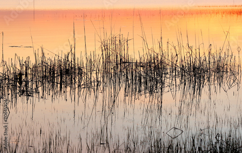 Chincoteague National Wildlife Refuge at Sunset, Virginia, USA. Photo Shows the grass in the wet swamp at sunset.