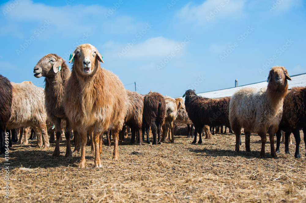 Obraz premium Sheep on a farm