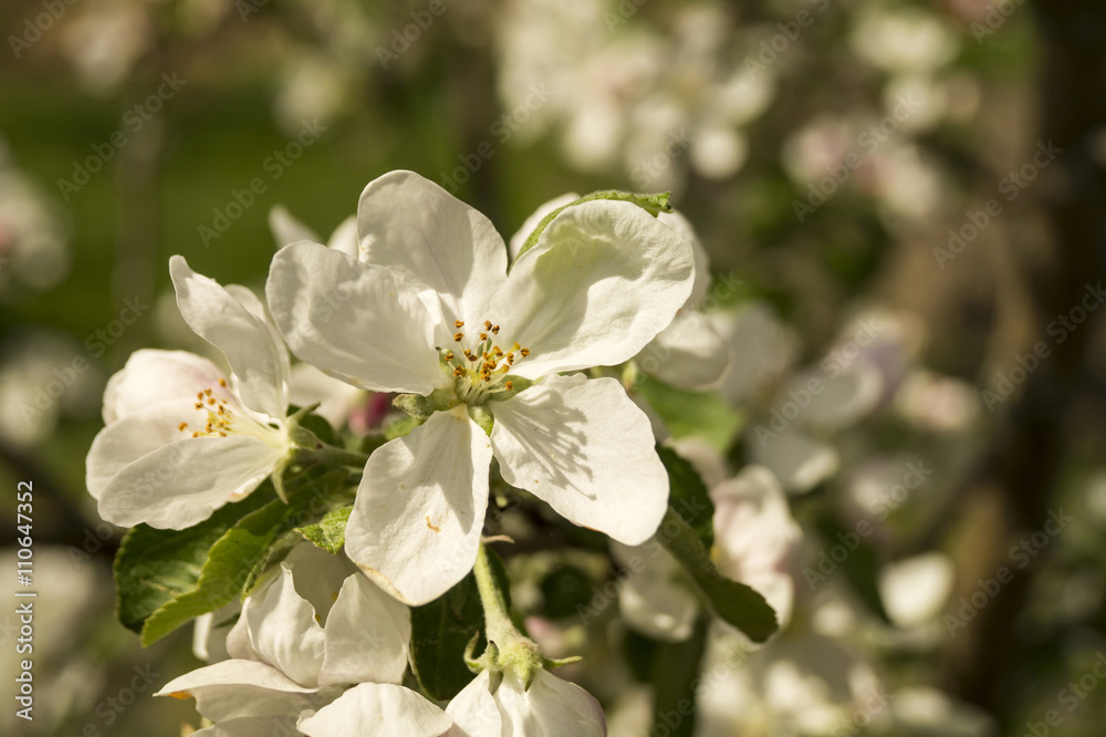 Spring flower to aple trees