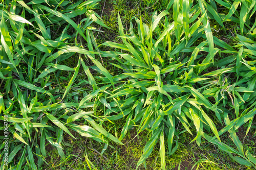 Green grass background