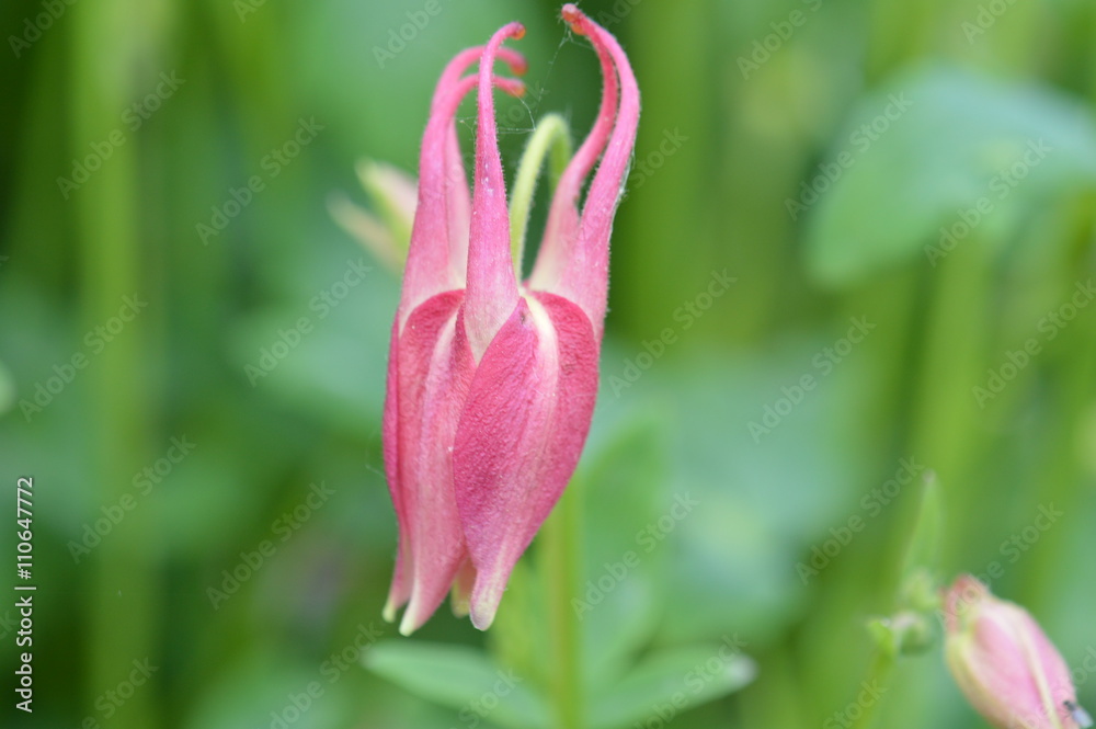 Obraz premium ancolie