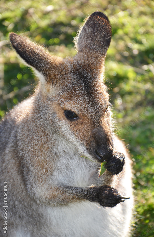 Small kangaroo (wallaby) eating gum leaves.