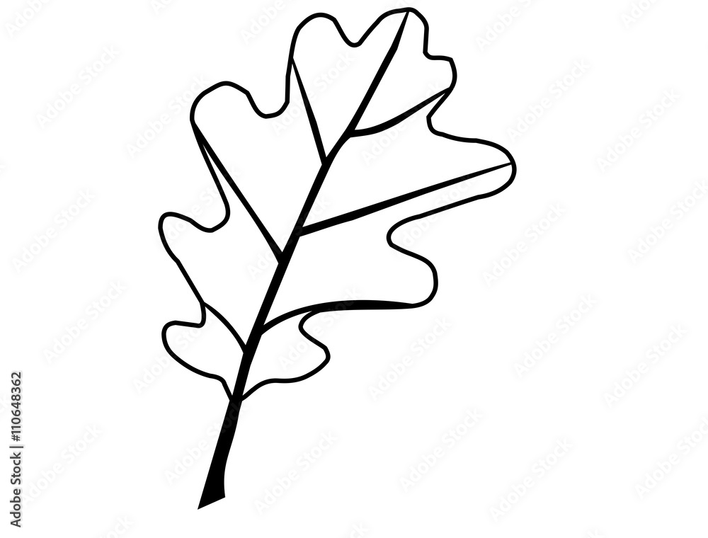 oak,Quercus petraea oak,Quercus petraea