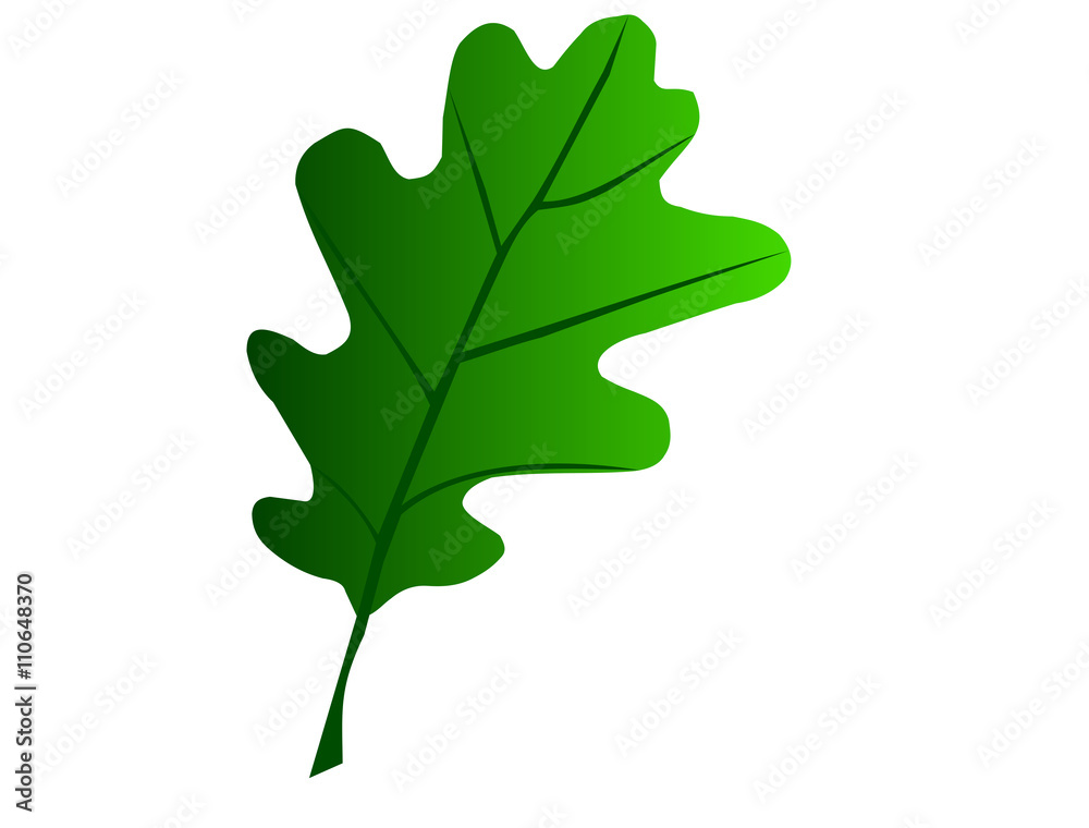 Obraz premium oak,Quercus petraea