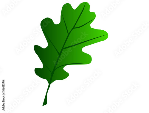 oak,Quercus petraea