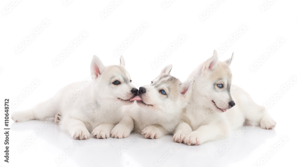 Cute siberian husky puppies lying
