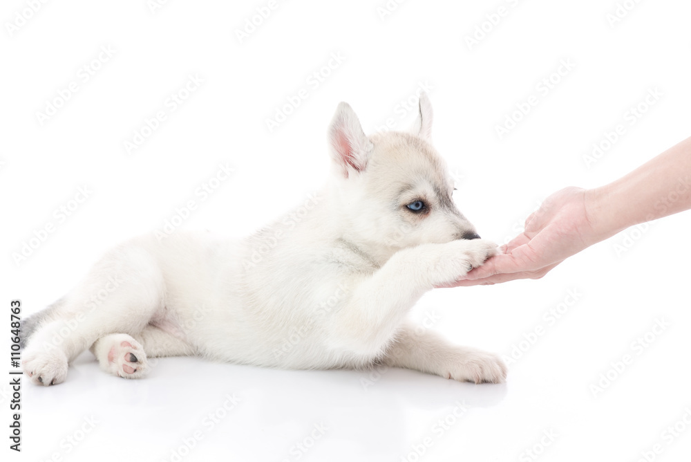 Siberian husky puppy and owner handshaking or shaking hands Siberian husky puppy and owner handshaking or shaking hands