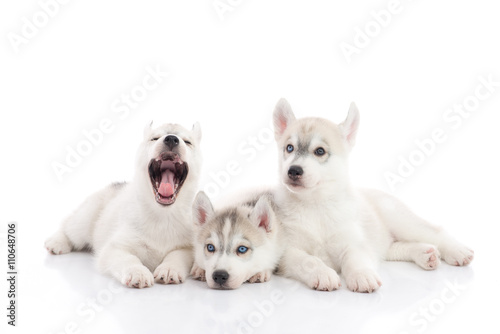 Cute siberian husky puppies lying