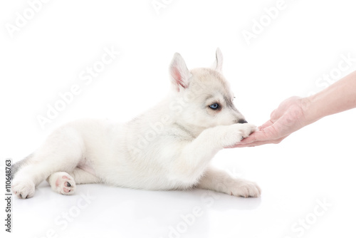 Siberian husky puppy and owner handshaking or shaking hands