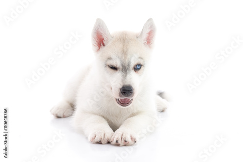 Cute siberian husky puppy lying on white background isolated © lalalululala