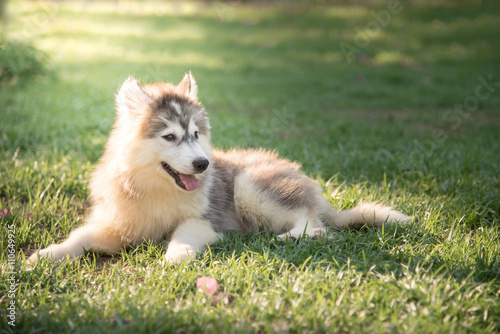 Cute siberian husky puppy lying on green grass