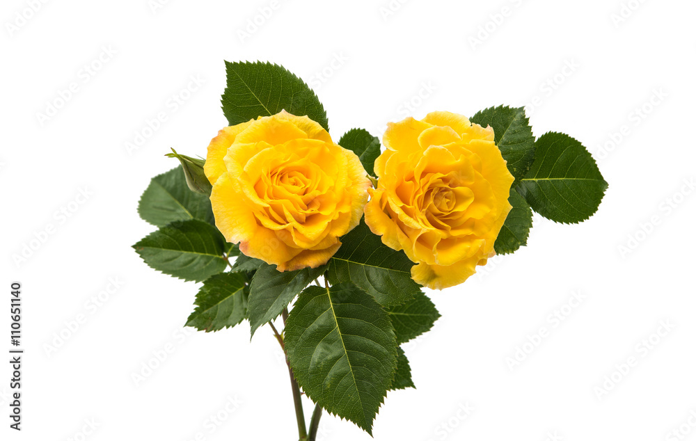 Fototapeta premium yellow rose isolated