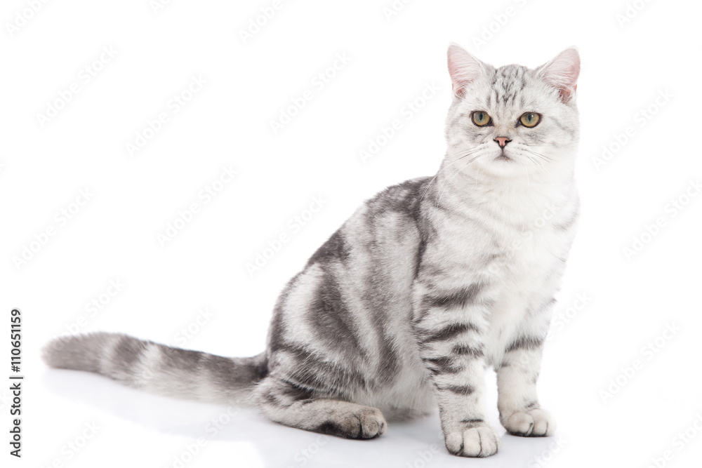 Fototapeta premium kitten sitting on white background