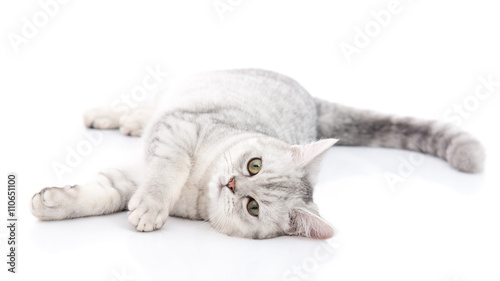 British Shorthair cat lying