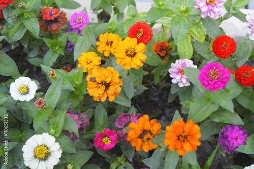 colorful flowers