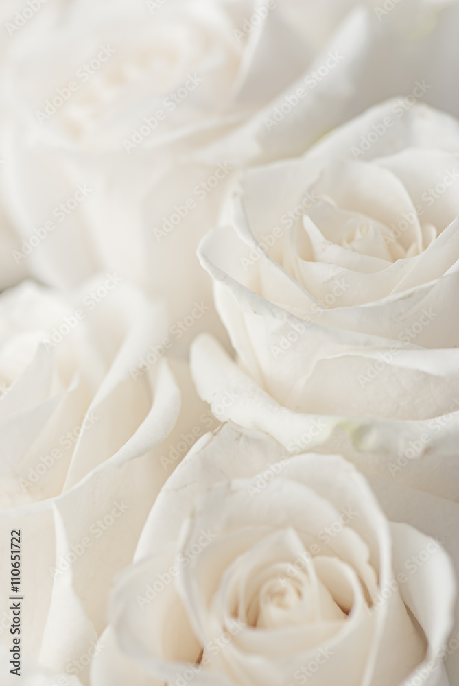 Fototapeta premium białe róże zbliżenie