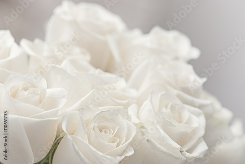 white roses close-up © Vasilev Evgenii