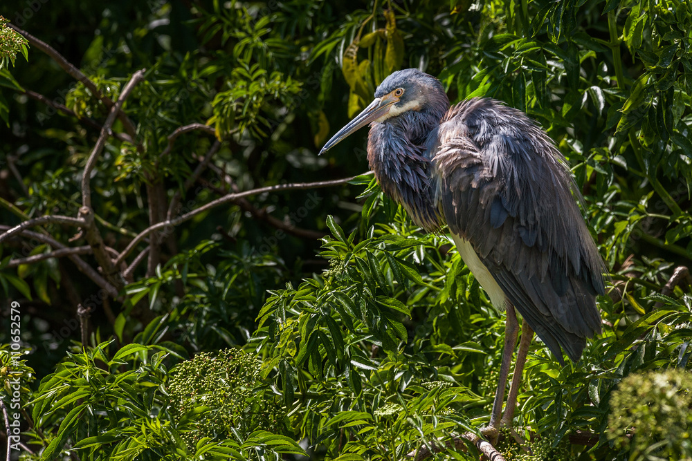 Fototapeta premium Young Tri-colored Heron