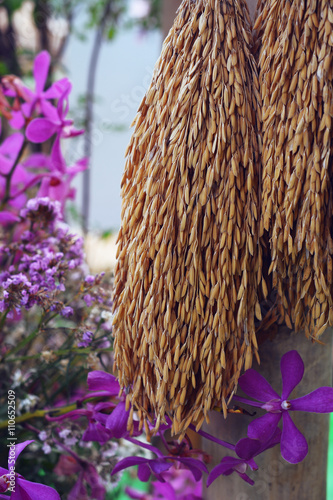 paddy or rice grain (Thai jasmine rice) photo