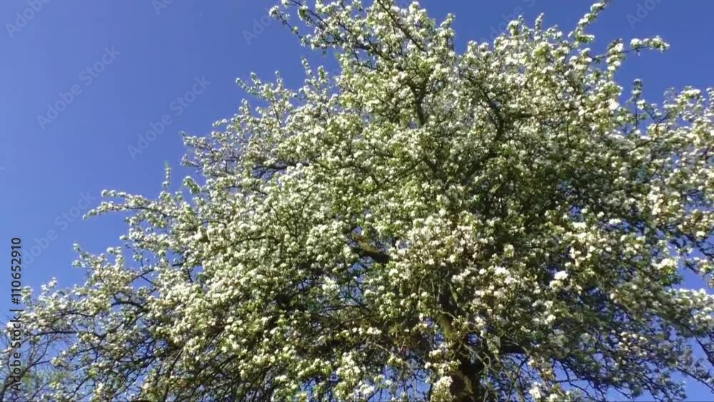 A blooming branch of apple tree in spring
A blooming branch of apple tree in spring