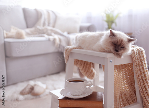 Cats - Page 19 | The largest selection of gifts and posters | 3+1 FREE