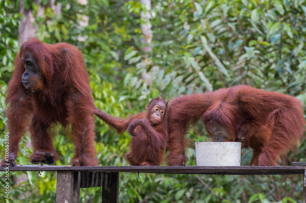 Fototapeta premium Cute baby orangutan sitting between his parents on a wooden platform at the dinner (Tanjung Puting National Park, Indonesia, Borneo / Kalimantan)