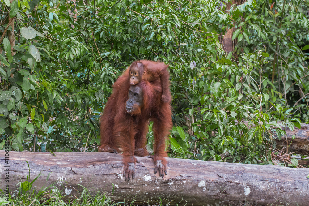 Fototapeta premium Mother orangutan standing on a log with a child on her back in the jungles of Indonesia (Borneo / Kalimantan)