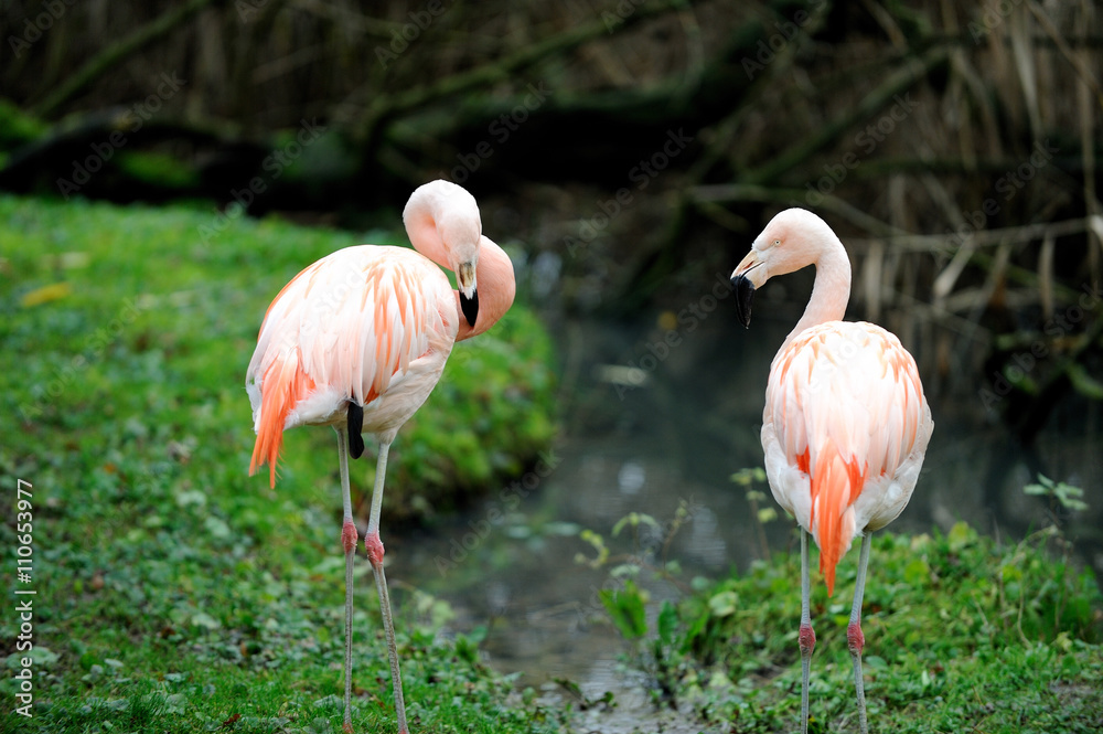 Zwei Flamingos