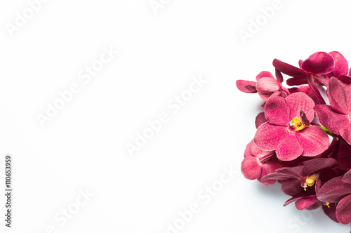 Orchid isolated on white background © hunterkitty