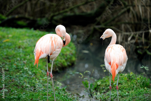 Zwei Flamingos © Lars Tuchel