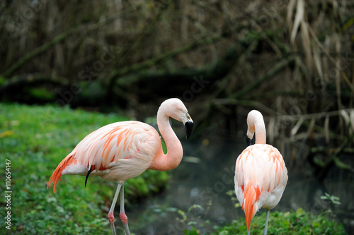 Zwei Flamingos