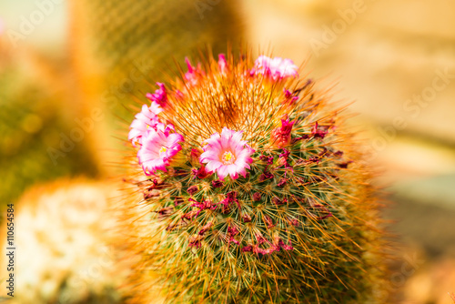 Flower of Melocactus sp. photo